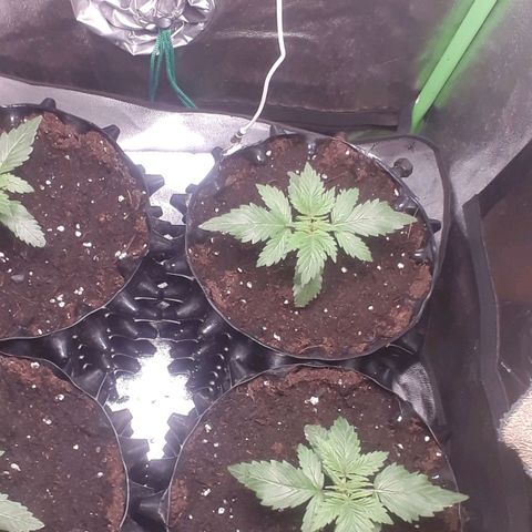 Satan's Bride growlog timeline photo