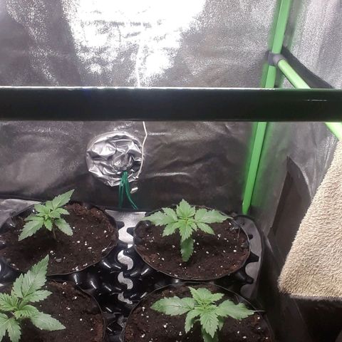 Satan's Bride growlog timeline photo