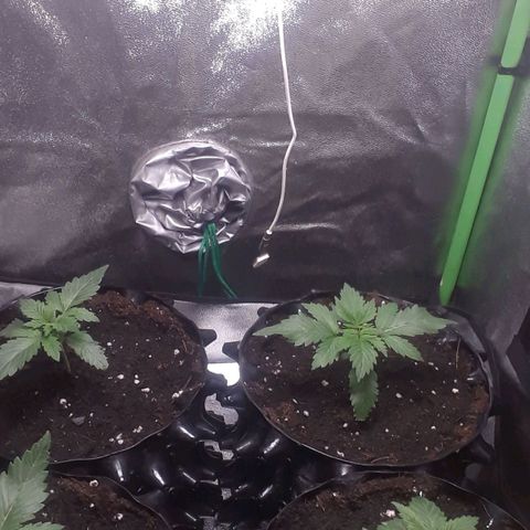 Satan's Bride growlog timeline photo