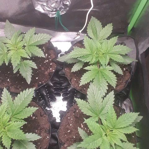 Satan's Bride growlog photo: 7 días desde transplante