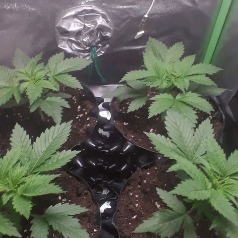 Satan's Bride growlog photo: 7 días desde transplante