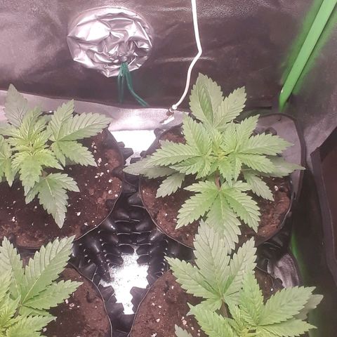 Satan's Bride growlog photo: 7 días desde transplante