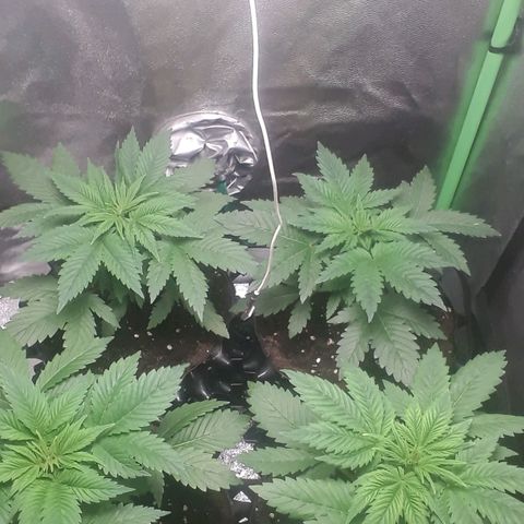 Satan's Bride growlog timeline photo