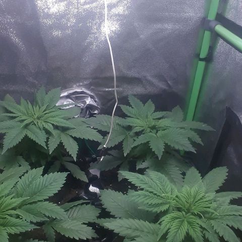 Satan's Bride growlog timeline photo