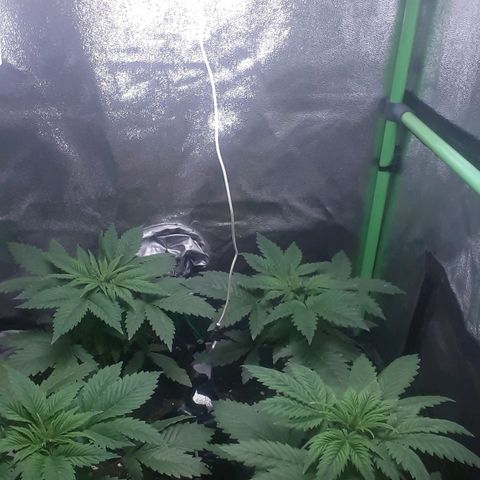 Satan's Bride growlog timeline photo