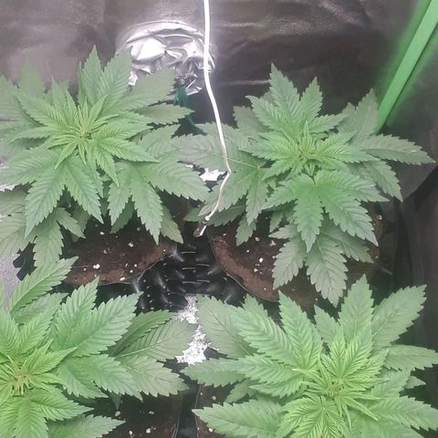 Satan's Bride growlog timeline photo