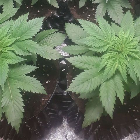 Satan's Bride growlog timeline photo