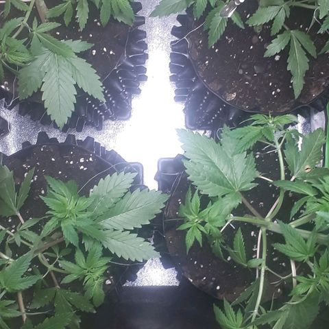 Satan's Bride growlog photo: LST