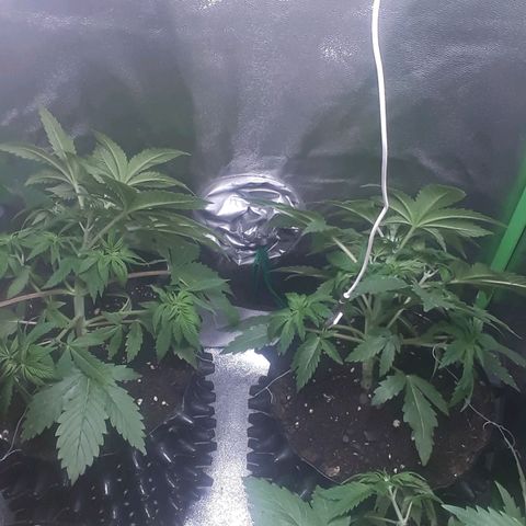 Satan's Bride growlog photo: LST