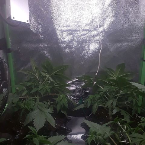 Satan's Bride growlog photo: LST