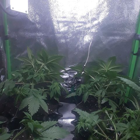 Satan's Bride growlog photo: LST