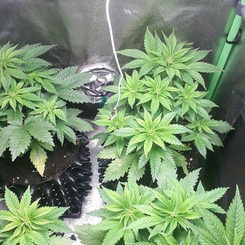 Satan's Bride growlog photo: Recuperadas después de lst y heladas