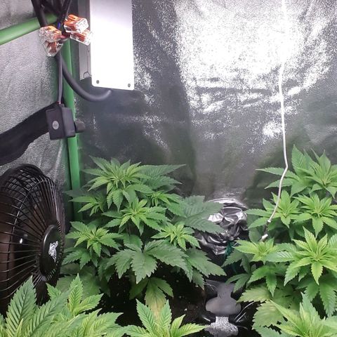 Satan's Bride growlog photo: Recuperadas después de lst y heladas