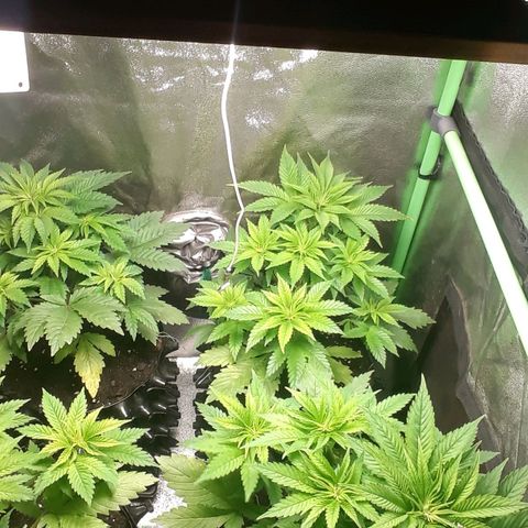 Satan's Bride growlog photo: Recuperadas después de lst y heladas