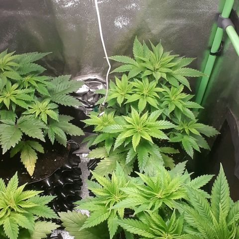 Satan's Bride growlog photo: Recuperadas después de lst y heladas