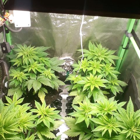 Satan's Bride growlog photo: Recuperadas después de lst y heladas