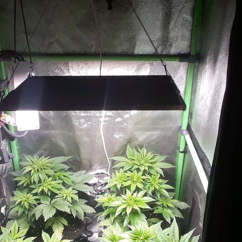 Satan's Bride growlog photo: Recuperadas después de lst y heladas