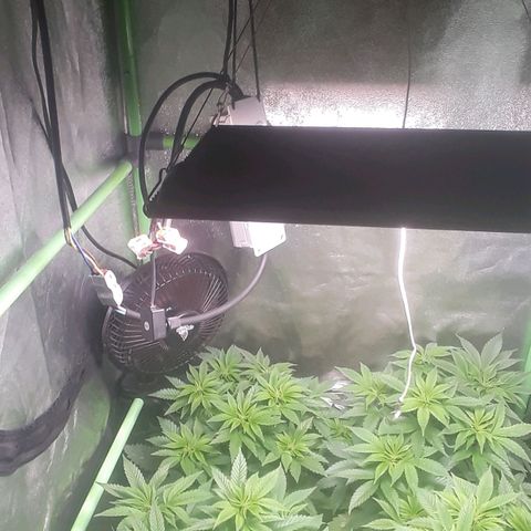 Satan's Bride growlog photo: Recuperadas de los amarres, próximas a flora