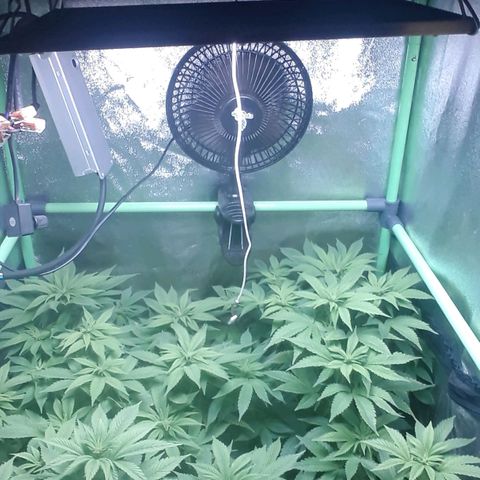 Satan's Bride growlog photo: Comienzo 3 semana