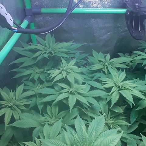 Satan's Bride growlog photo: Comienzo 3 semana