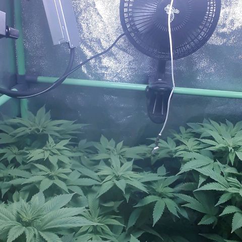 Satan's Bride growlog photo: Comienzo 3 semana