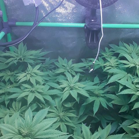 Satan's Bride growlog photo: Comienzo 3 semana