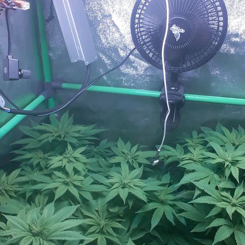 Satan's Bride growlog photo: Comienzo 3 semana