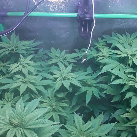 Satan's Bride growlog photo: Comienzo 3 semana