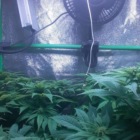 Satan's Bride growlog timeline photo
