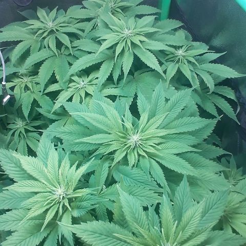 Satan's Bride growlog timeline photo