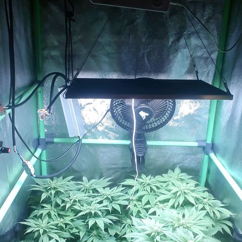 Satan's Bride growlog timeline photo