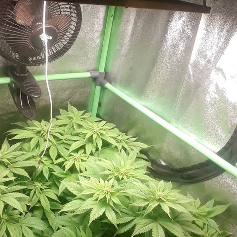 Satan's Bride growlog timeline photo