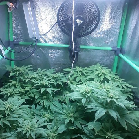Satan's Bride growlog timeline photo