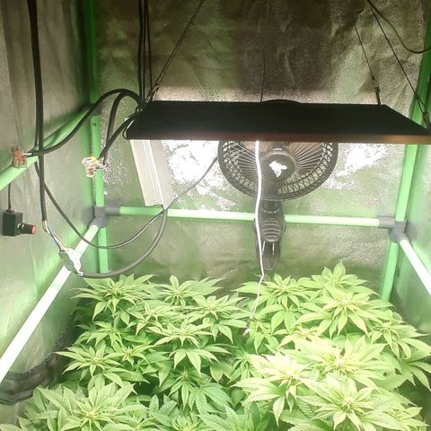Satan's Bride growlog timeline photo