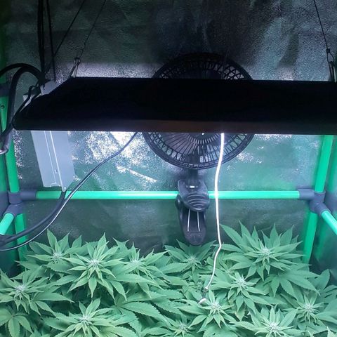 Satan's Bride growlog photo: 4 semana 
