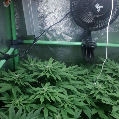 Satan's Bride growlog photo: 4 semana 