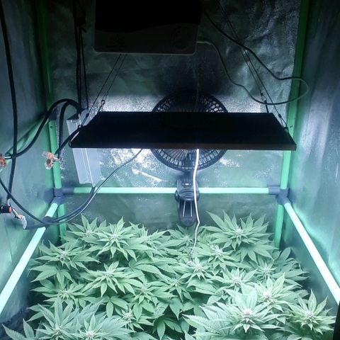 Satan's Bride growlog photo: 4 semana 
