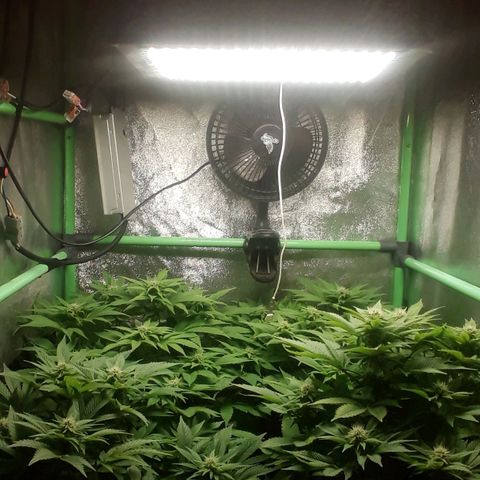 Satan's Bride growlog photo: 4 semana 