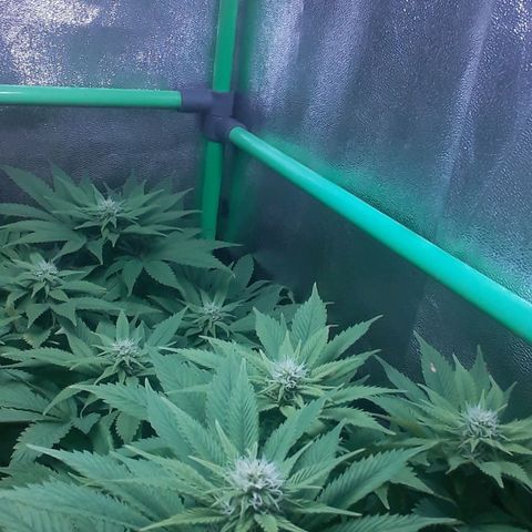 Satan's Bride growlog photo: 4 semana 