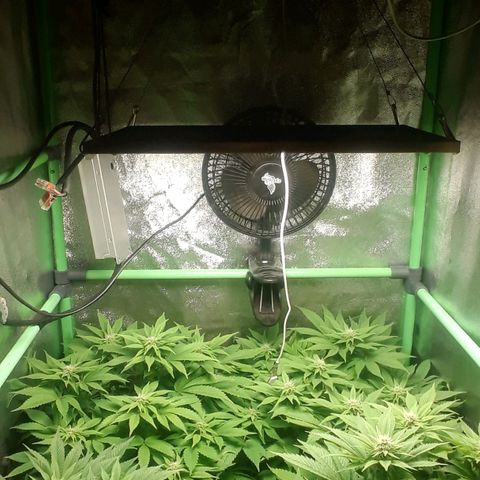 Satan's Bride growlog photo: 4 semana 
