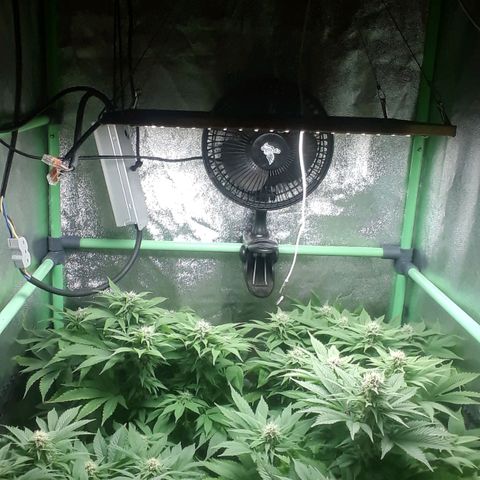 Satan's Bride growlog photo: 5 semana 