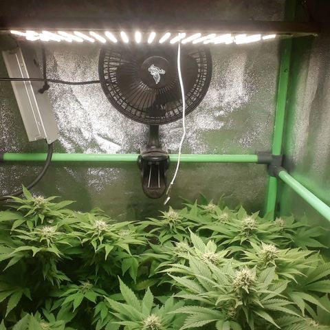Satan's Bride growlog photo: 5 semana 