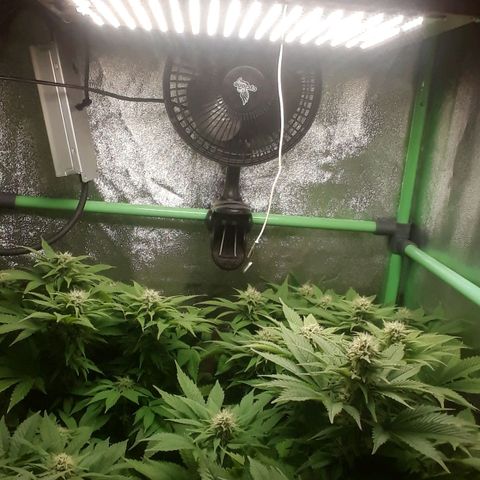 Satan's Bride growlog photo: 5 semana 
