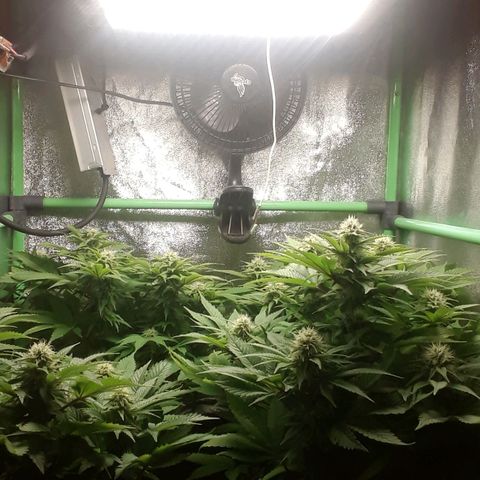 Satan's Bride growlog timeline photo