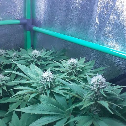Satan's Bride growlog timeline photo