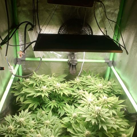 Satan's Bride growlog timeline photo