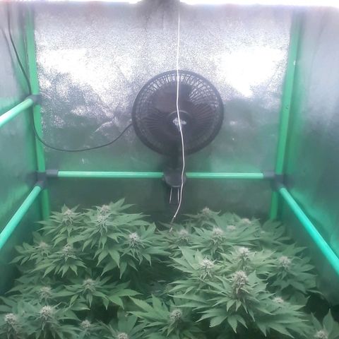 Satan's Bride growlog photo: 6 semana 