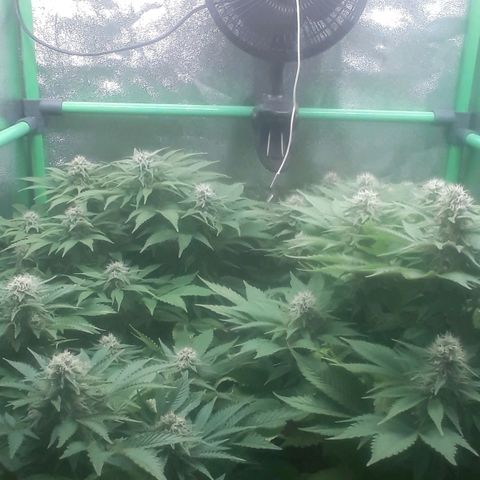Satan's Bride growlog photo: 6 semana 
