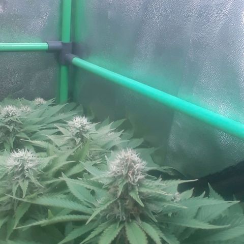 Satan's Bride growlog photo: 6 semana 