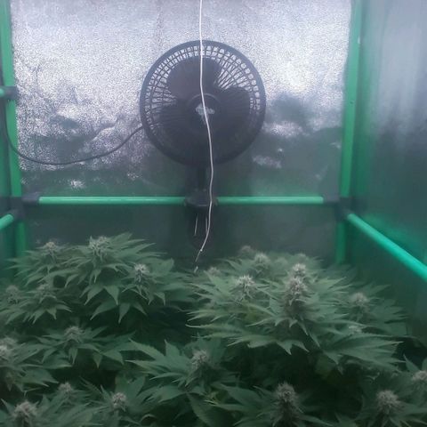 Satan's Bride growlog photo: 6 semana 